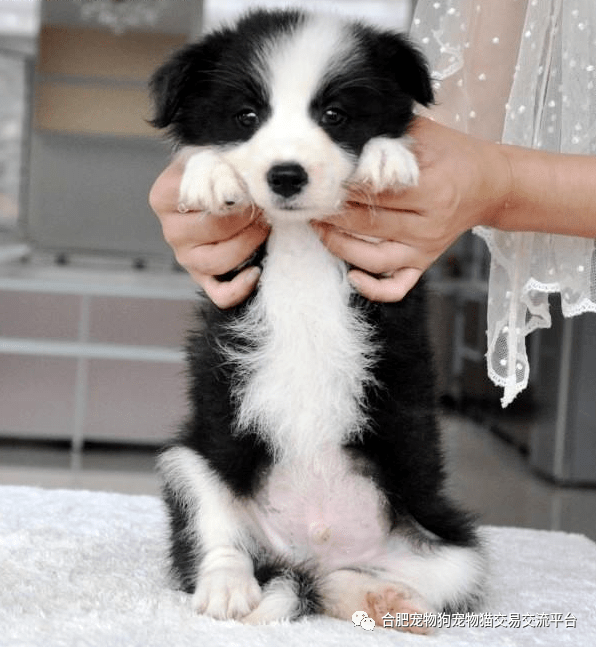 合肥出售纯种边境牧羊犬边牧幼犬三通七白边境牧羊犬活体宠物狗狗