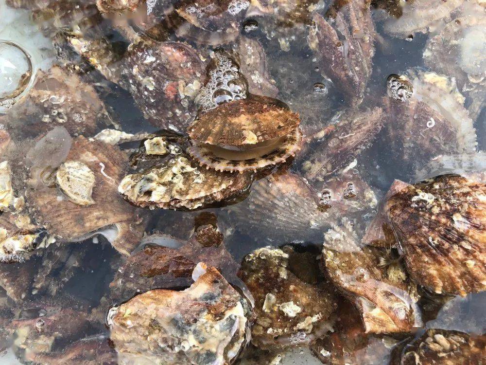 螃蟹|威海海鲜价格这样，快吃起来国庆假期