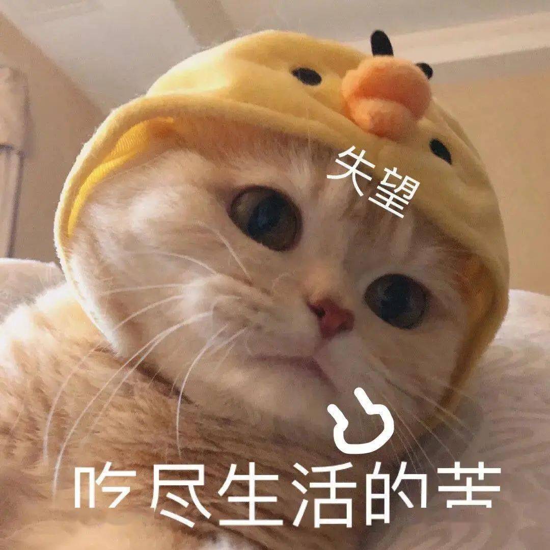 【沙雕猫表情包】橘猫沙梨表情包