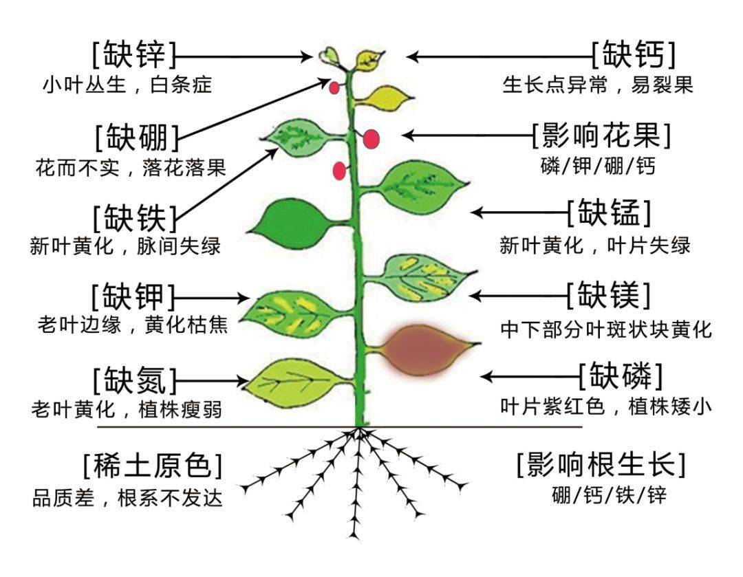 棉花缺素对照表注意收藏