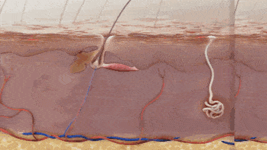 头发|头皮发痒，出油，还掉发？原来是你的洗发水没选好...