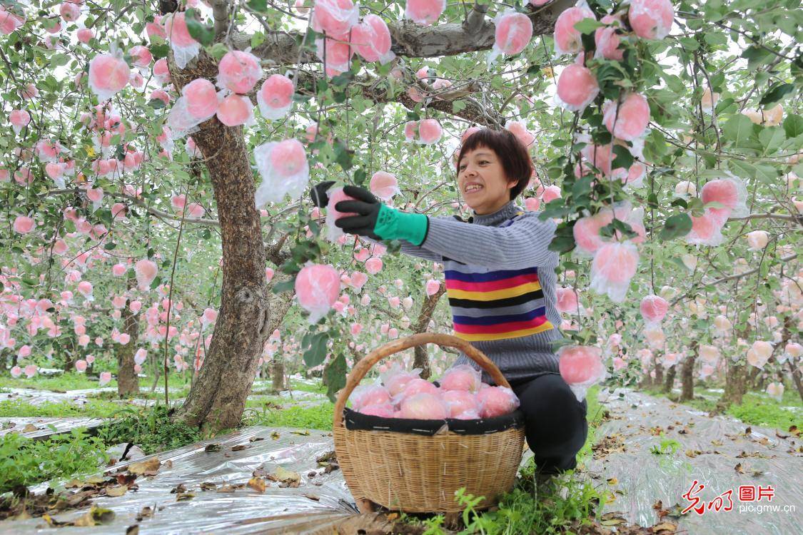 三门峡|河南三门峡：苹果成熟采摘忙