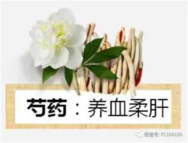 专业护肝:芍药甘草汤是专业对肝起作用的.
