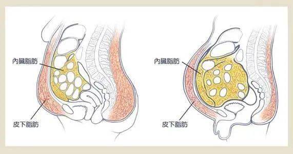 怎样减内脏脂肪?这个最有效方法,一定要知道!