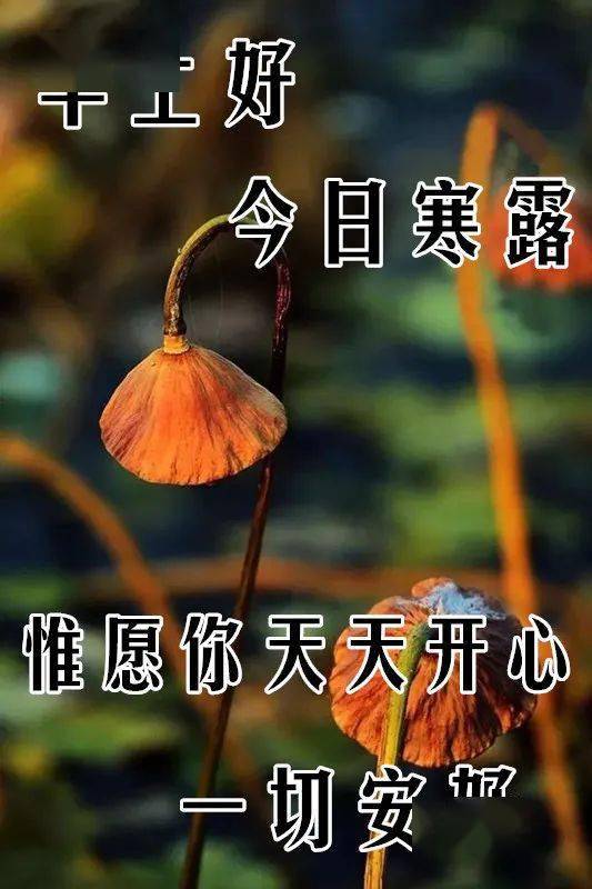 10月8日寒露最漂亮表情图片大全