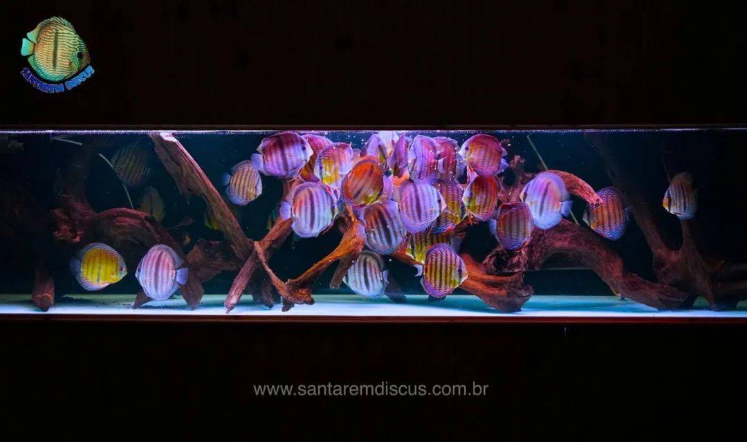 打理方便↓七彩神仙鱼是水族市场观赏鱼中很重要的一部分,因为它们