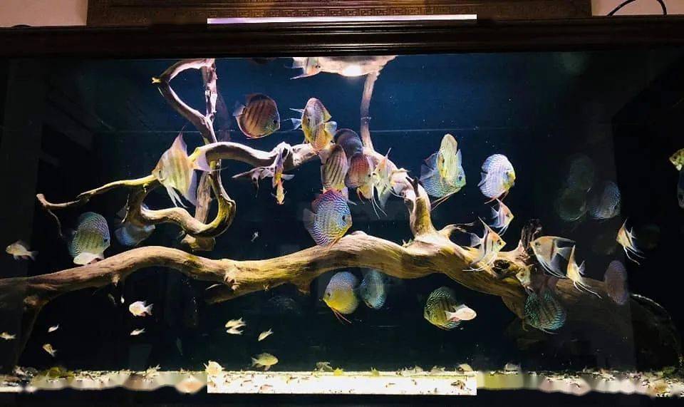 打理方便↓七彩神仙鱼是水族市场观赏鱼中很重要的一部分,因为它们