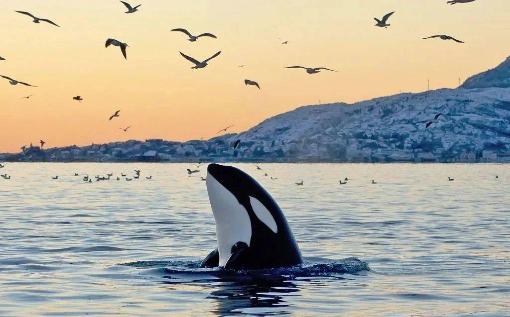 宝宝|17天走了1600公里,两年后又怀孕了……她托着尸体