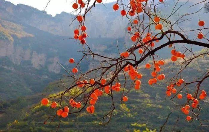 唐人段|柿子红了！柿柿如意！