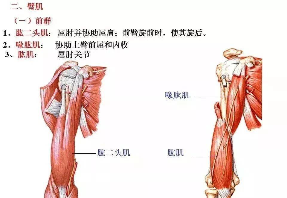 肌肉解剖高清图谱