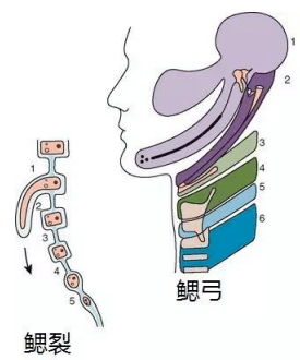 鳃裂囊肿——我不是一条鱼