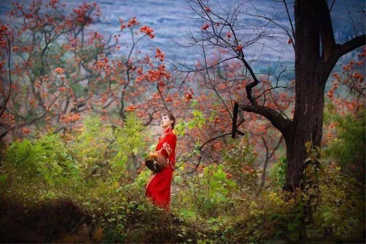 唐人段|柿子红了！柿柿如意！