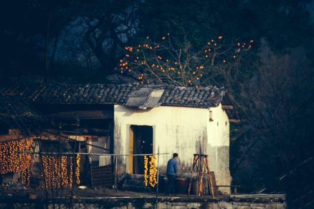 唐人段|柿子红了！柿柿如意！