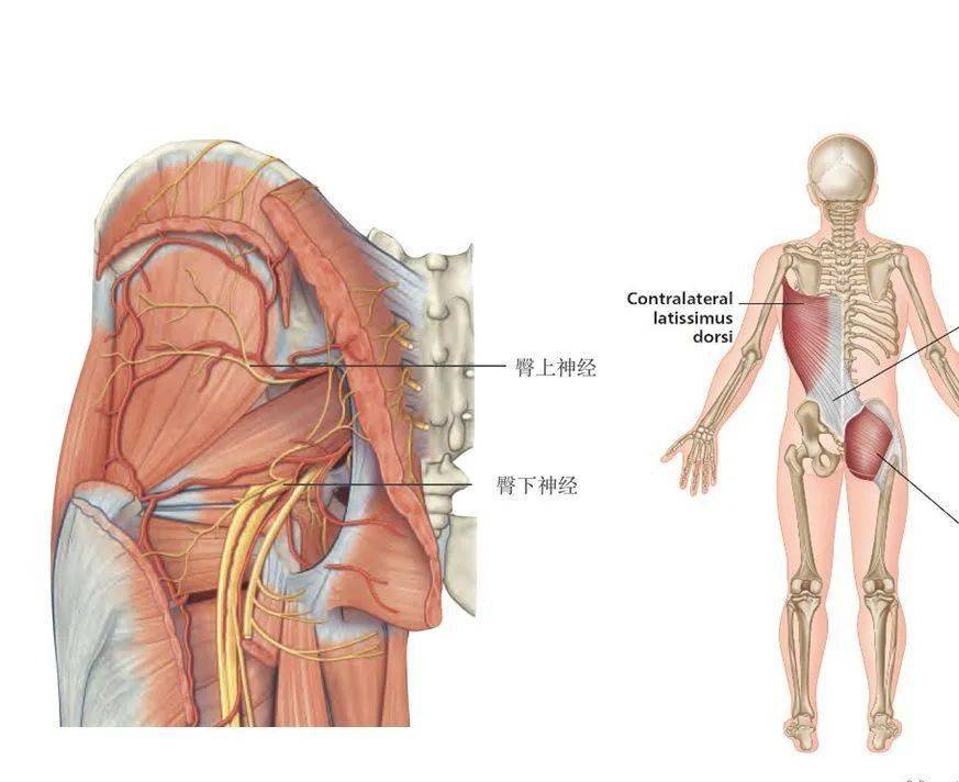 筋膜链(1)臀大肌-胸腰筋膜-对侧的臀大肌(2)此筋膜链上任何部位