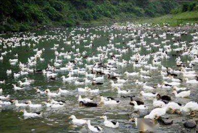 养鸭技术大全 教你如何高效养鸭？