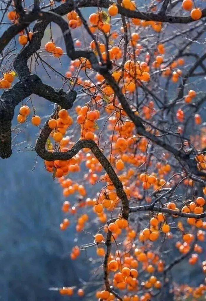 唐人段|柿子红了！柿柿如意！