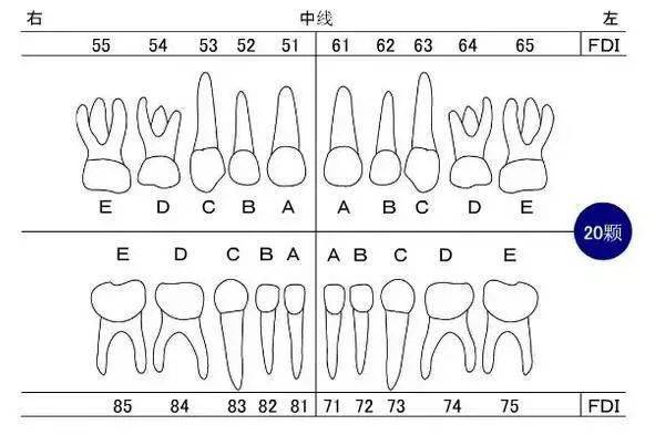 乳牙牙位记录图_手机搜狐网