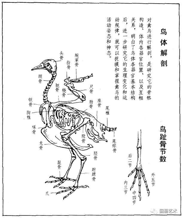 鸟体解剖禽鸟基本常识在国画术语中,禽鸟又被称为"翎毛.