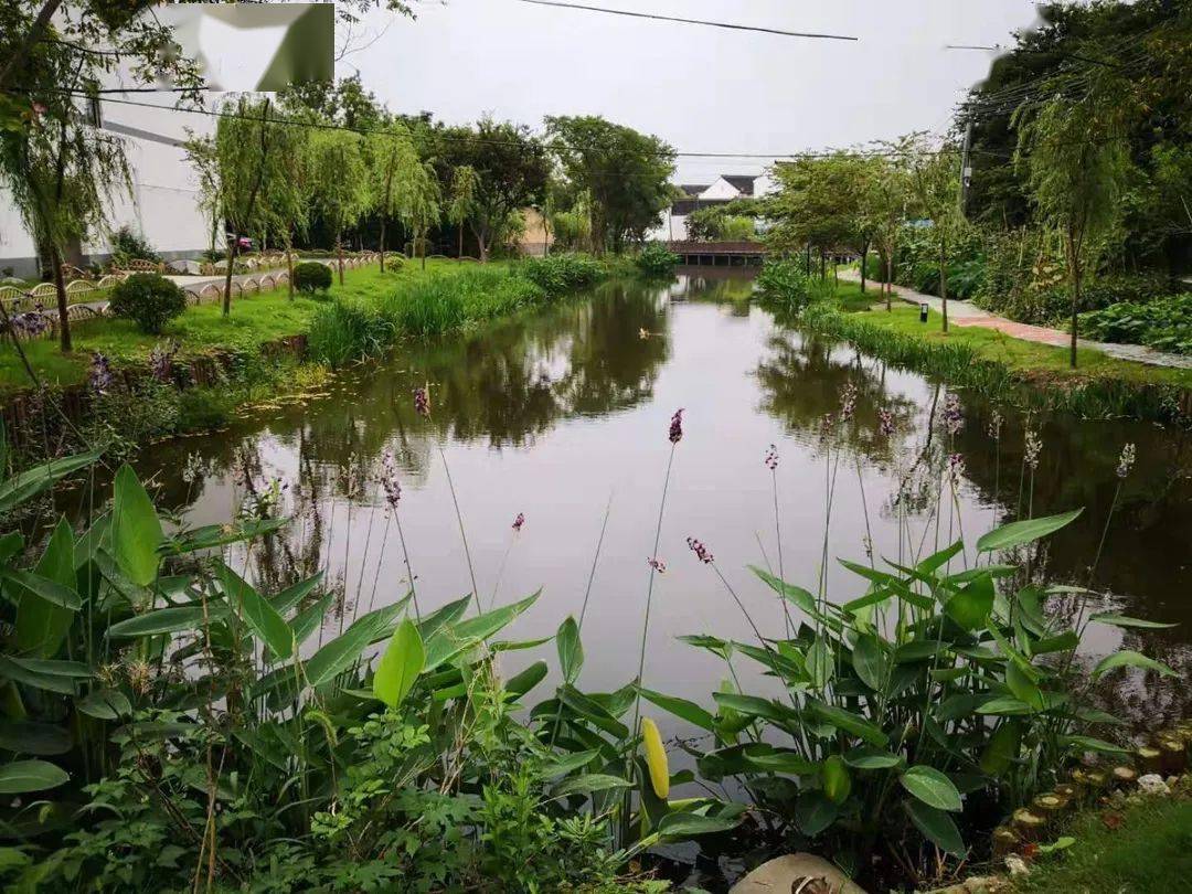 武进区生态河道展示⑧丨礼嘉镇沈家浜