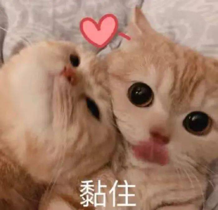 今日份的喵星汪星人表情包~_手机搜狐网