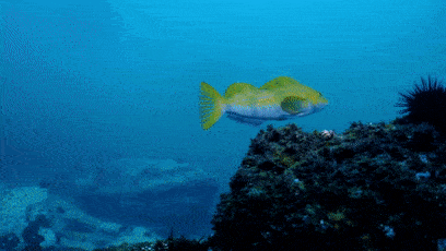 蔚蓝之境纪录片2 25bc82d881d0420794eca7737476e7b5.gif