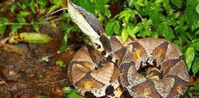 蛇是有害动物 2d4f27808e664f5a8ef2766188e22b0a.jpeg