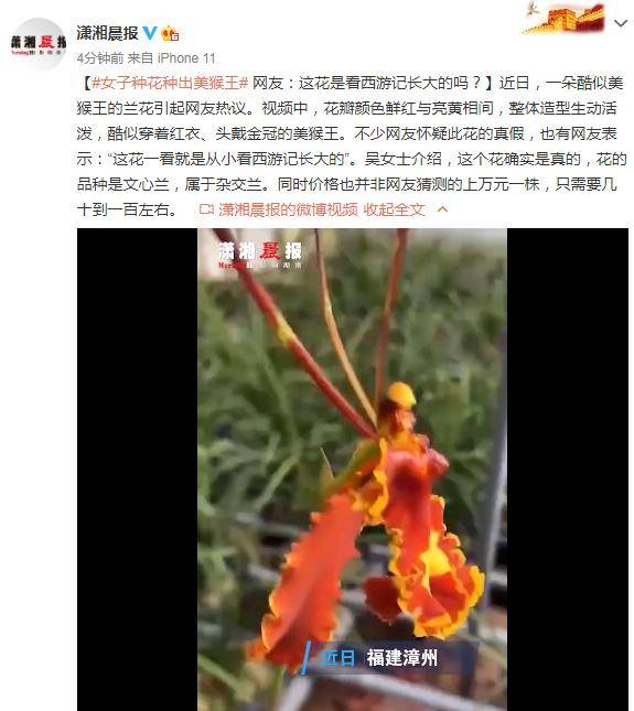 女子种花种出美猴王 网友：这花是看西游记长大