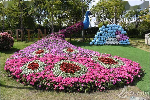 浦江郊野公园秋季艺术花展迎来最佳观赏期