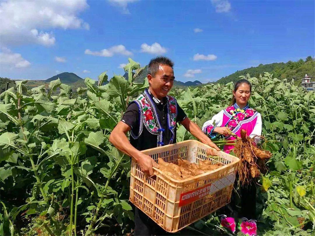 丘北县腻脚乡:特色产业为乡村经济引"活水"