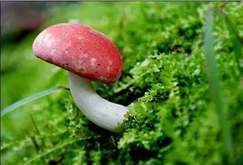 野生菌怎么吃才不会有毒 87113416eb994c369c39f221191ae021.jpeg