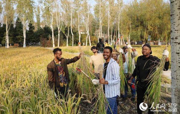 校园|沈阳建筑大学：校园里的丰收节