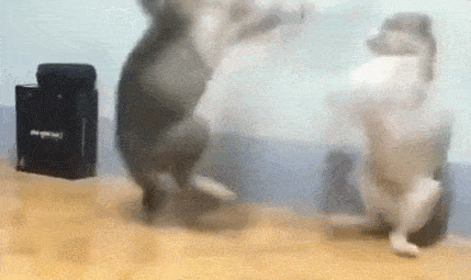 猫猫为了拒绝主人吸猫,竟然做出这样的事!主人:我习惯