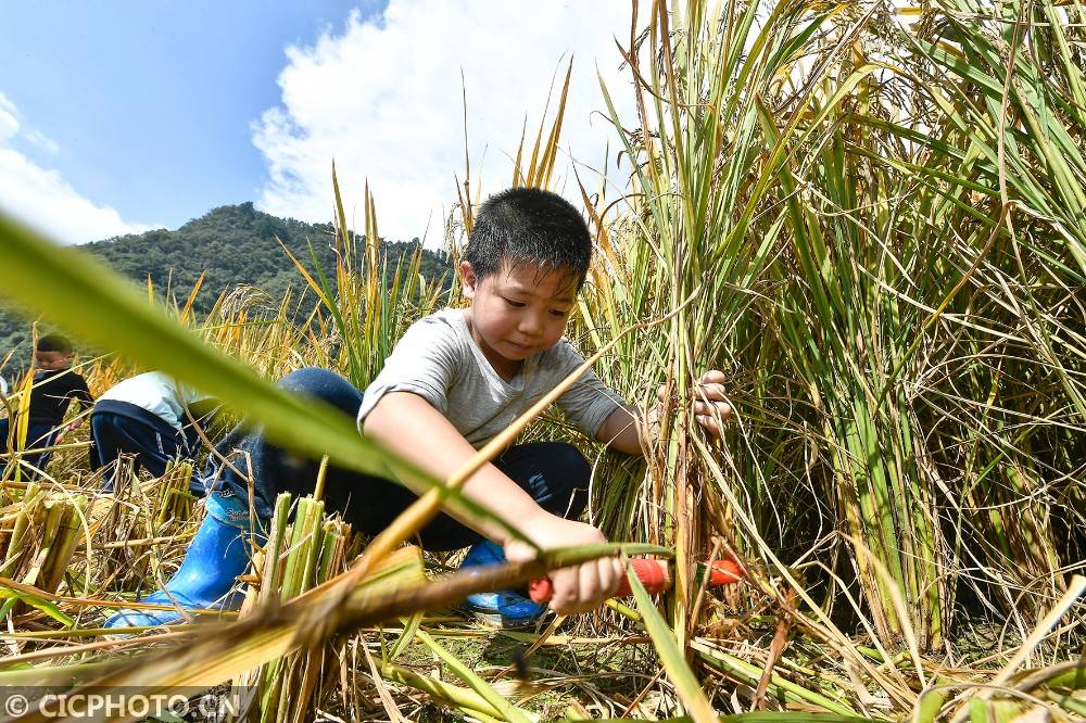 实验幼儿园|湖南张家界：劳动实践 助力成长