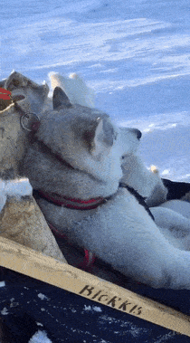 二哈:没想到有一天我能坐在这里!