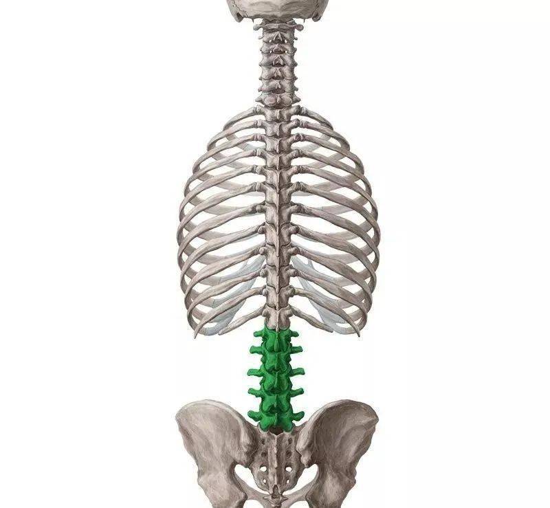 脊柱是一种由椎间盘软骨相互连接的骨椎组成的弯曲结 ..