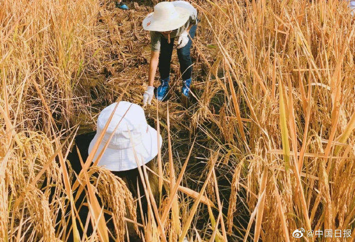 劳动最光荣!武汉学子参与农事体验活动:收割水稻,挖红薯