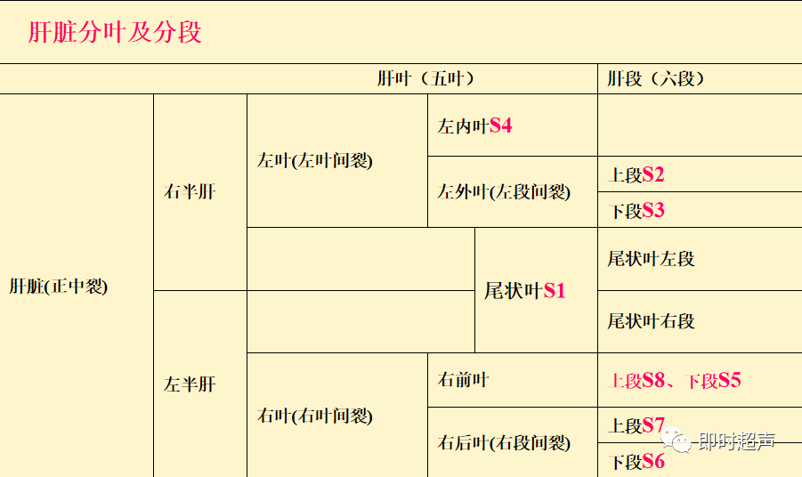 肝脏胆道系统解剖