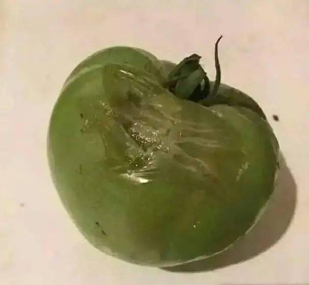 软腐病