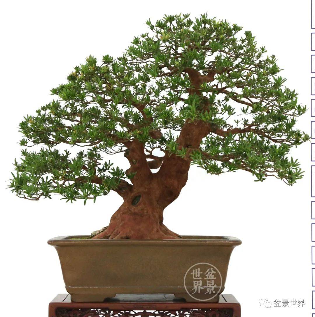 盆景排名_榕树盆景(3)