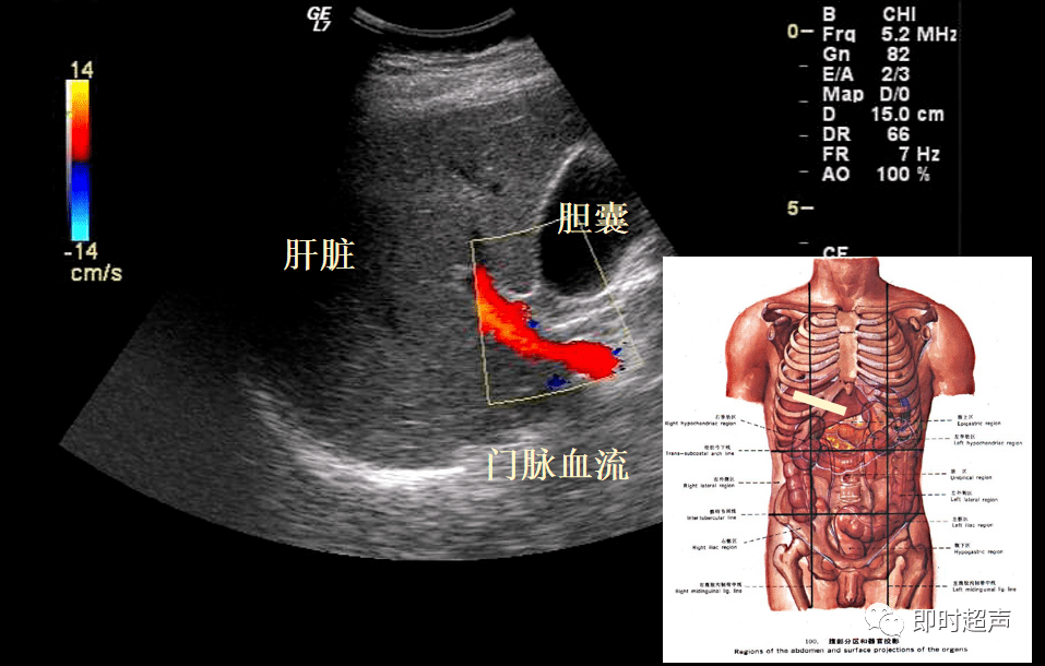 肝脏胆道系统解剖_间隙