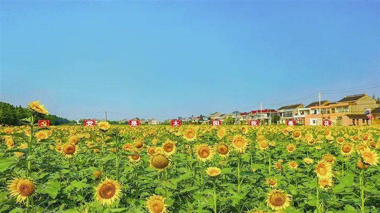 填空题靖江的秋天是