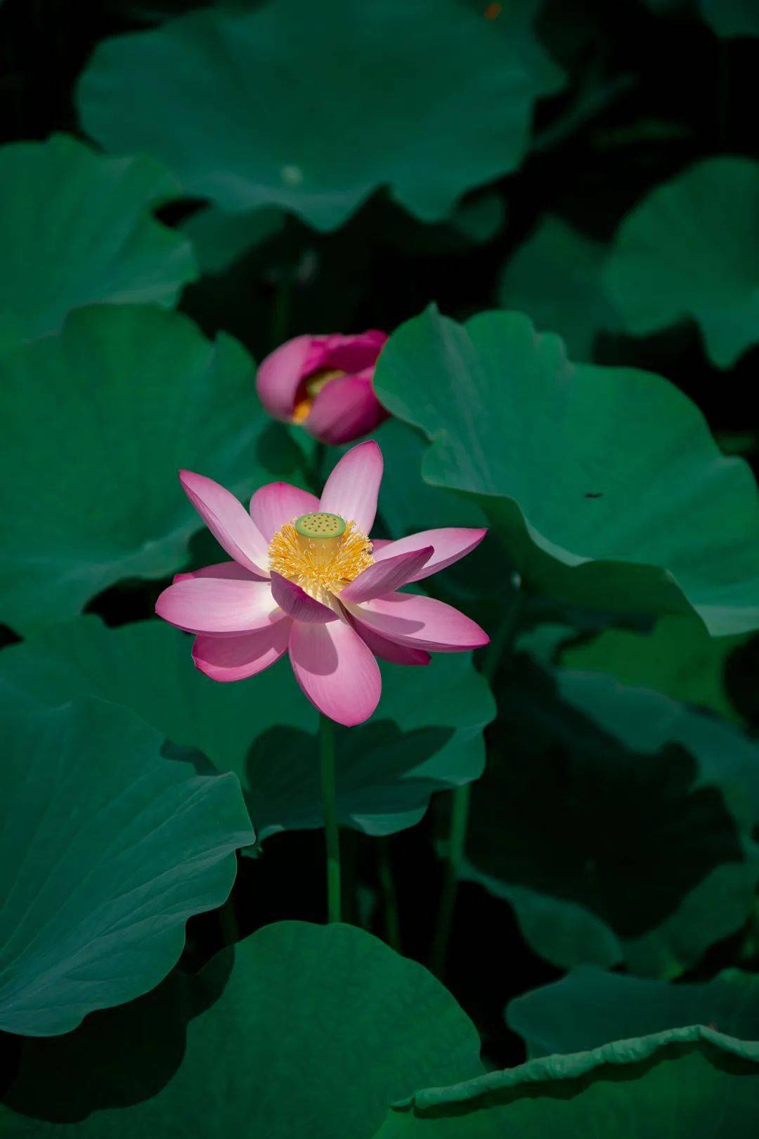 超过 70 张关于“蓝莲花”和“莲花”的免费图片 - Pixabay