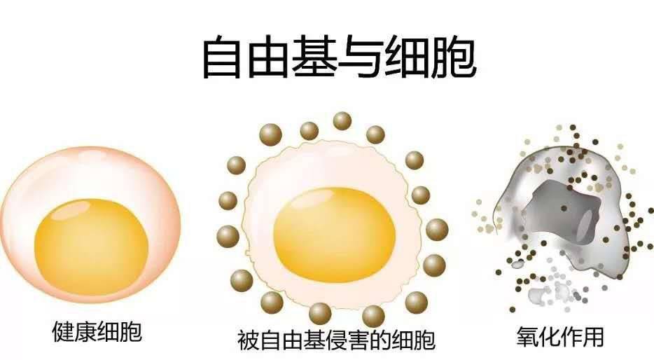 自由基氧化物 f26f2df0815042ee83586023a913f547.jpeg