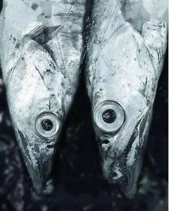 正宗的舟山带鱼是小眼睛带鱼,即带鱼的眼珠子小,呈黑色,眼白呈白色且