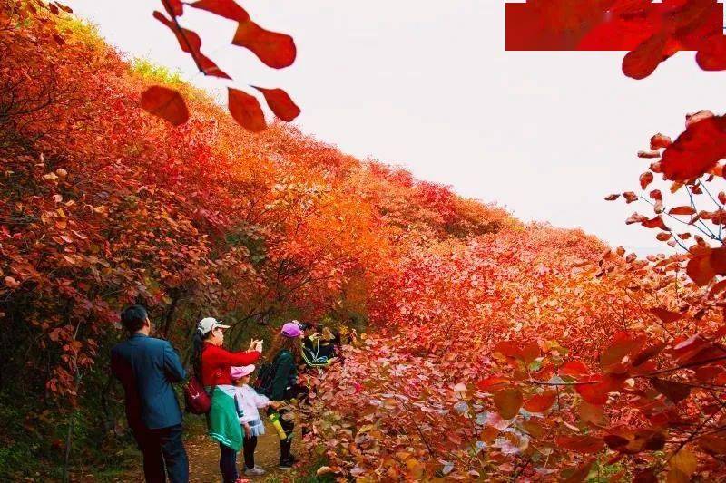 【阳光假日】青州最美红叶景区天赐山一日游