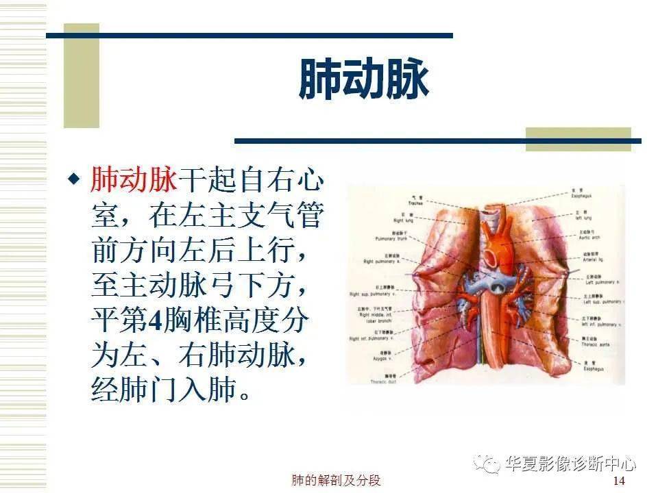 肺的解剖与生理