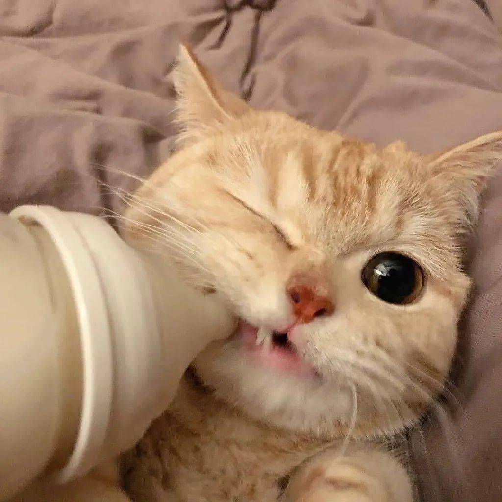 猫的照片壁纸图文 4f09ef443bcf4363a9f77400cf2b5126.jpeg