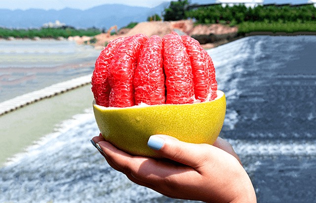 怎么挑选柚子比较嫩 56e4a538b6e6422387c0948874c7d57b.png
