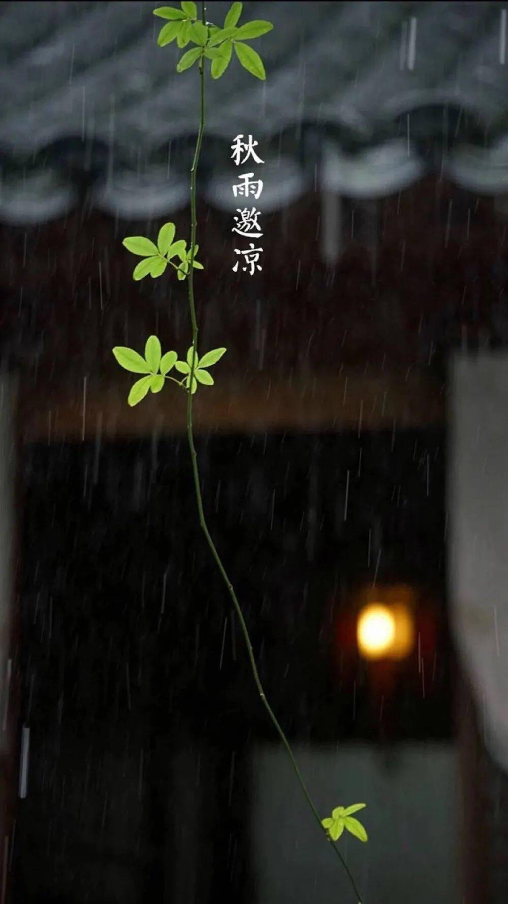 诗意院居|秋雨,秋语.