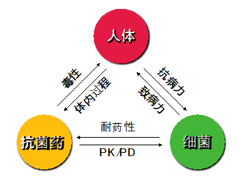 疗效|谣言粉碎机：杀菌药一定优于抑菌药？头孢 + 阿奇不能联用？